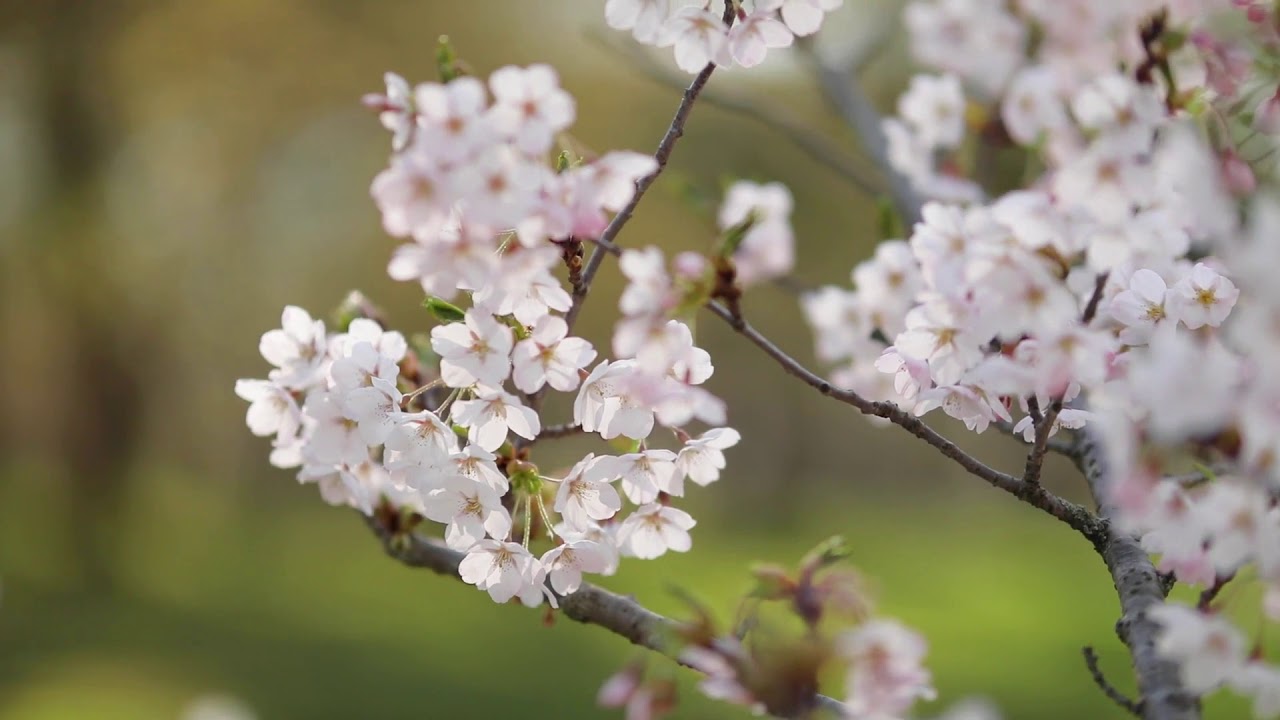 2020 High Park Cherry Blossom Virtual Tour: History