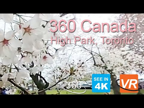 Catching the last Sakura (花見,) in High Park, Toronto [360 4K VR]