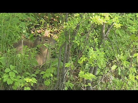 Fugitive capybara caught on camera in Toronto's High Park